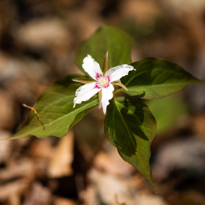 Four-Part Painted Trillium (Trillium undulatum forma polymerum)