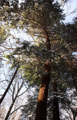 Hemlock Trail Natural Area