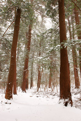 Hemlock Trail Natural Area