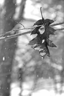 Winter Leaf