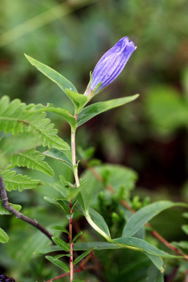 Narrow-Leaved Gentian (Gentiana linearis)