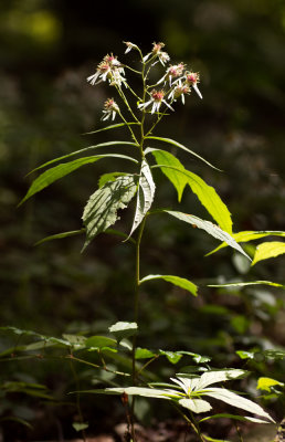 White Wood Aster (Eurybia divaricata)