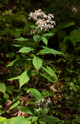 White Wood Aster (Eurybia divaricata)