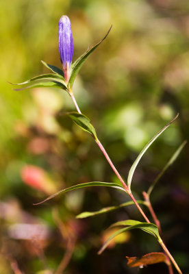 Narrow-Leaved Gentian (Gentiana linearis)