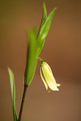 Bellwort (Uvularia sp.)