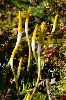 Golden Club (Orontium aquaticum) 
