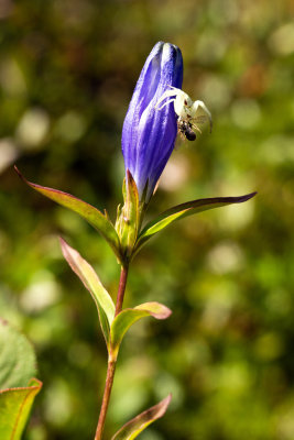 Narrow-Leaved Gentian (Gentiana linearis)