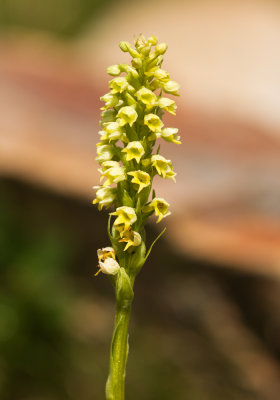 Small White Orchid (Pseudorchis albida)