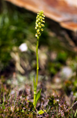 Small White Orchid (Pseudorchis albida)