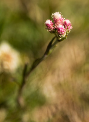 Catsfoot (Antennaria dioica)