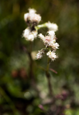 Pussytoes (Antennaria sp.)