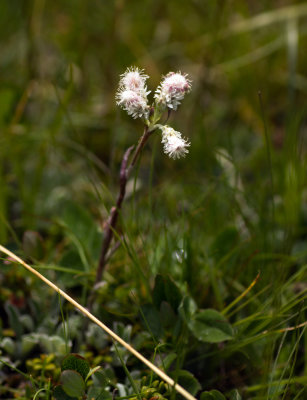 Pussytoes (Antennaria sp.)