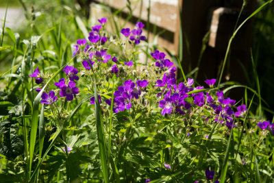 Geraniums (Geranium sp.)