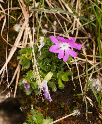 Primrose (Primula sp.)