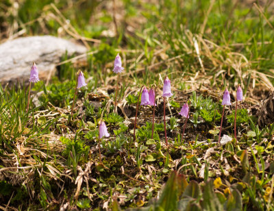Snowbells (Soldanella pusilla)