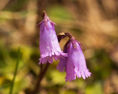 Snowbells (Soldanella pusilla)