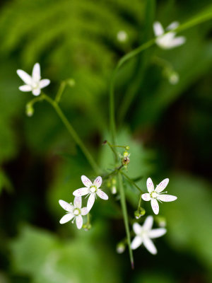 Round-Leaved Saxifrage (Saxifraga rotundifolia)