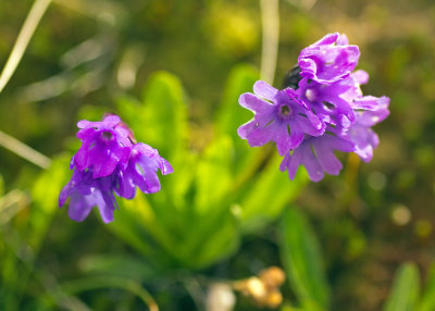 Primrose (Primula sp.)