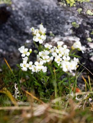 Rockcress (Arabis sp.)