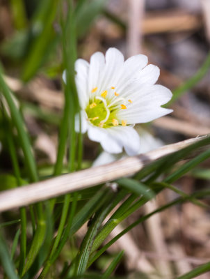Chickweed (Cerastium sp.)