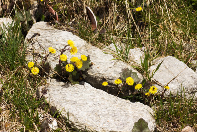 Coltsfoot (Tussilago farfara)