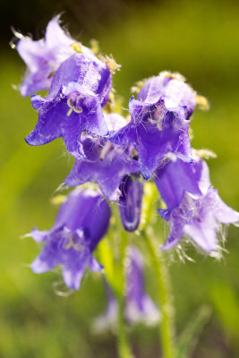 Bellflower (Campanula sp.)