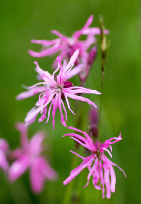 Ragged Robin (Silene flos-cuculi)