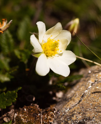 White Mountain Avens (Dryas octopetala)
