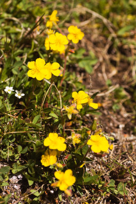 Cinquefoil (Potentilla sp.)