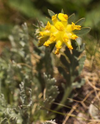 Alpine Kidneyvetch (Anthyllis vulneraria ssp. alpestris)