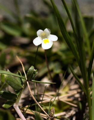 Alpine Butterwort (Pinguicula alpina)