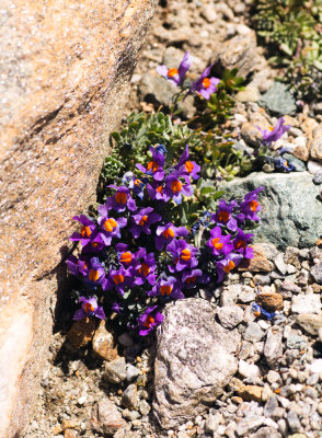 Alpine Toadflax (Linaria alpina)