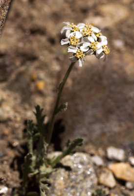 Yarrow (Achillea sp.)