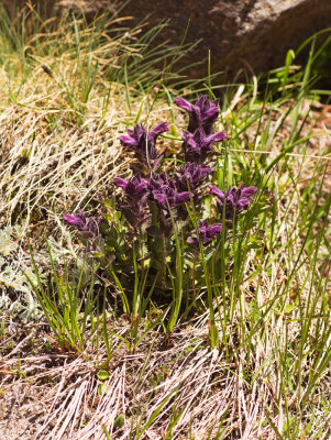 Alpine Bartsia (Bartsia alpina)