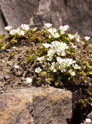 Chickweed (Cerastium sp.)