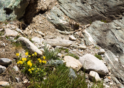 Alpine Kidneyvetch (Anthyllis vulneraria ssp. alpestris)