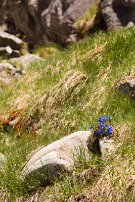 Gentiana brachyphylla