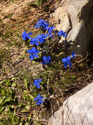 Gentiana brachyphylla