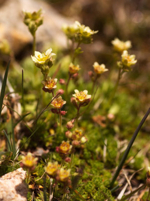 Saxifrage (Saxifraga sp.)