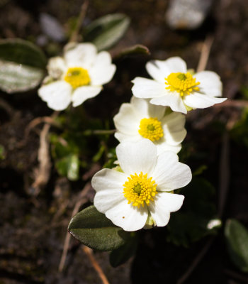 Buttercup (Ranunculus sp.)