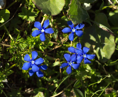 Gentiana brachyphylla