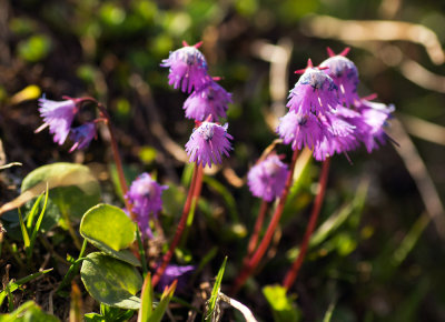Alpine Snowbells (Soldanella alpina)