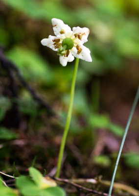 One-Flowered Wintergreen (Moneses uniflora)