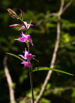Red Helleborine (Cephalanthera rubra)