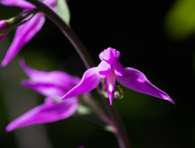 Red Helleborine (Cephalanthera rubra)