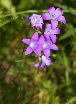 Bellflower (Campanula sp.)