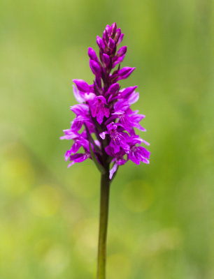 Marsh Orchid (Dactylorhiza sp.)
