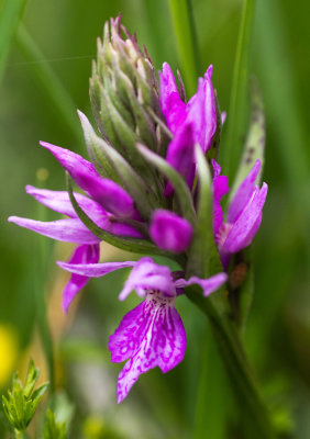 Marsh Orchid (Dactylorhiza sp.)