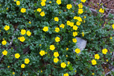 Cinquefoil (Potentilla sp.)
