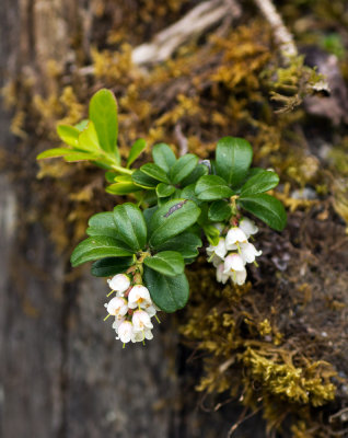 Lingonberry (Vaccinium vitis-idaea ssp. vitis-idaea)